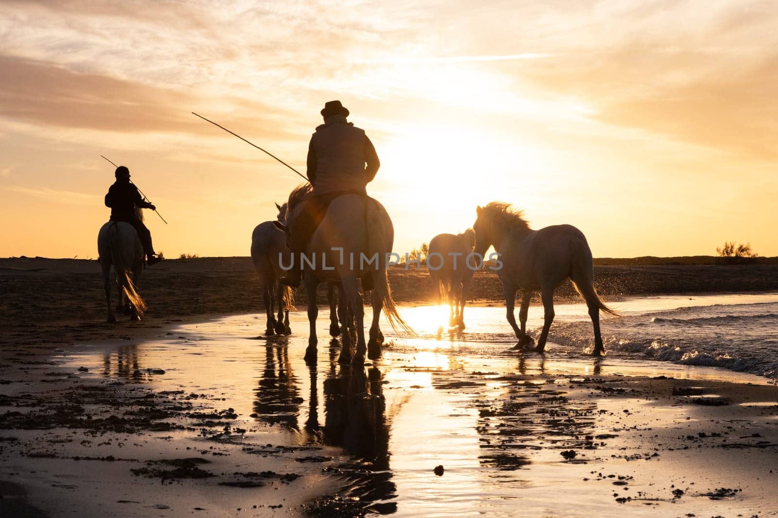 White horses are walking in the water  all over the sea in Camargue, France.