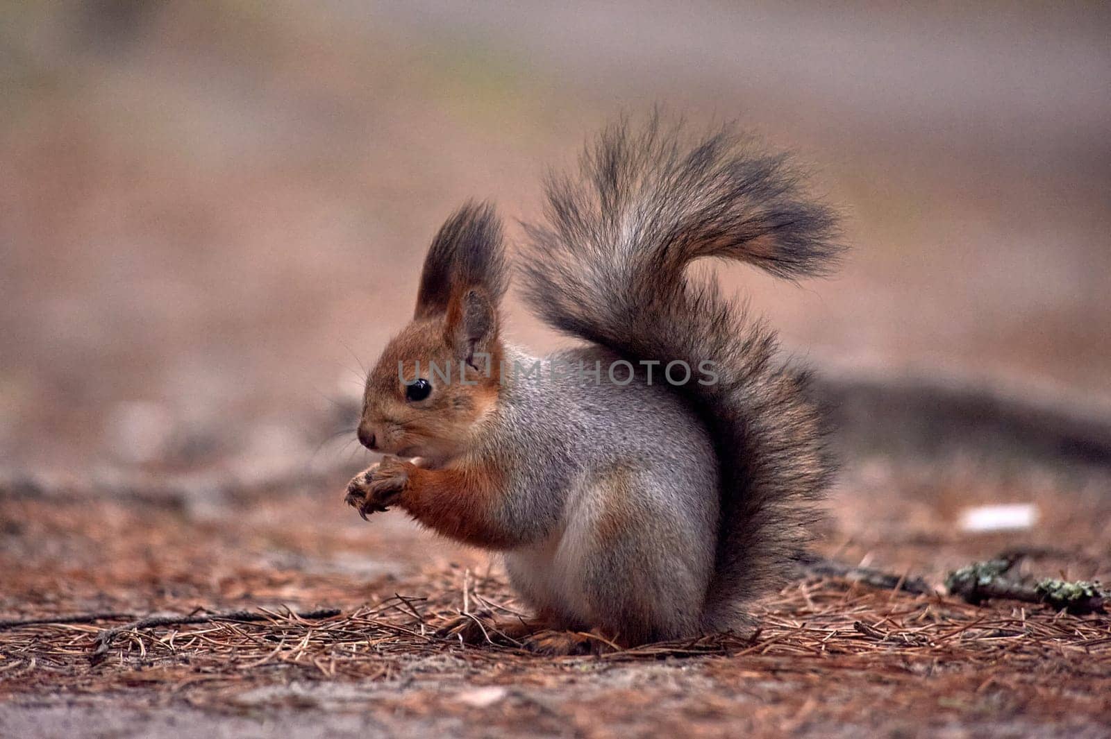 squirrel nibbles a nut in the woods. High quality photo