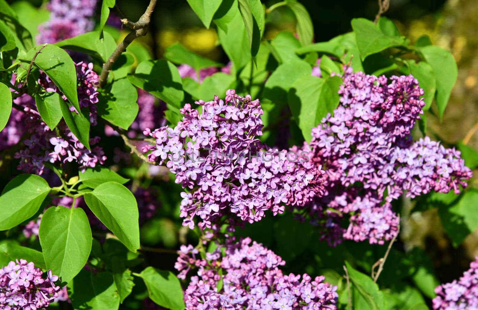 Common lilac in the garden