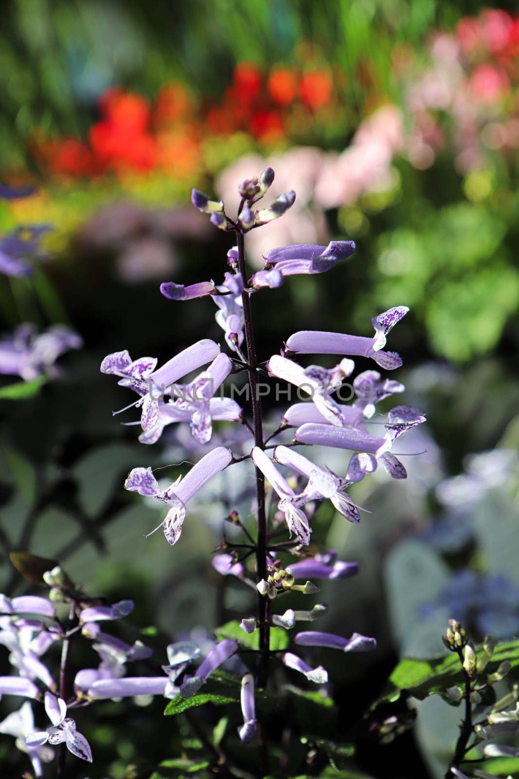 Closeup of purple flowers on a Spurflower plant.