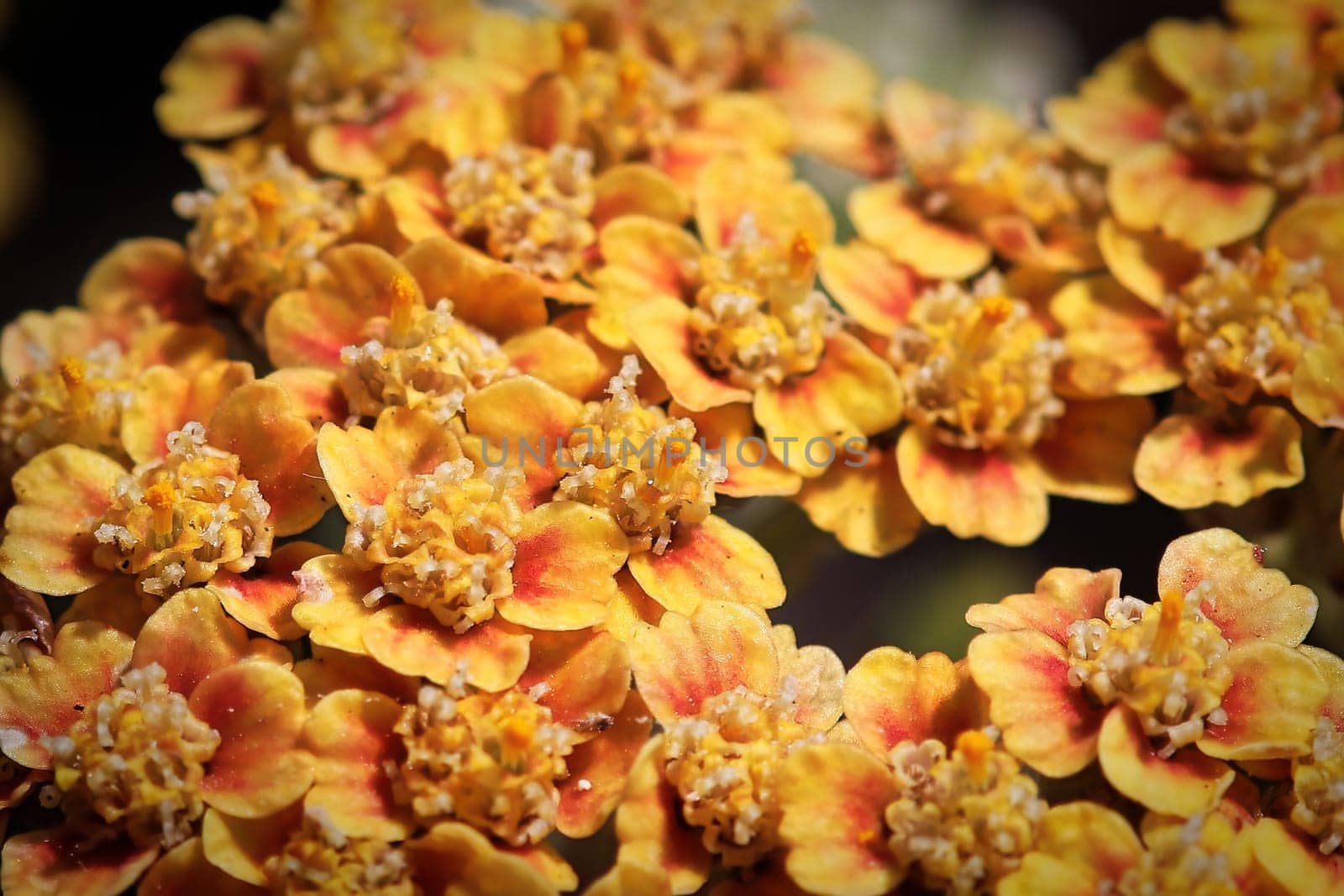 Macro view of tiny flowers on an orange Yarrow plant.