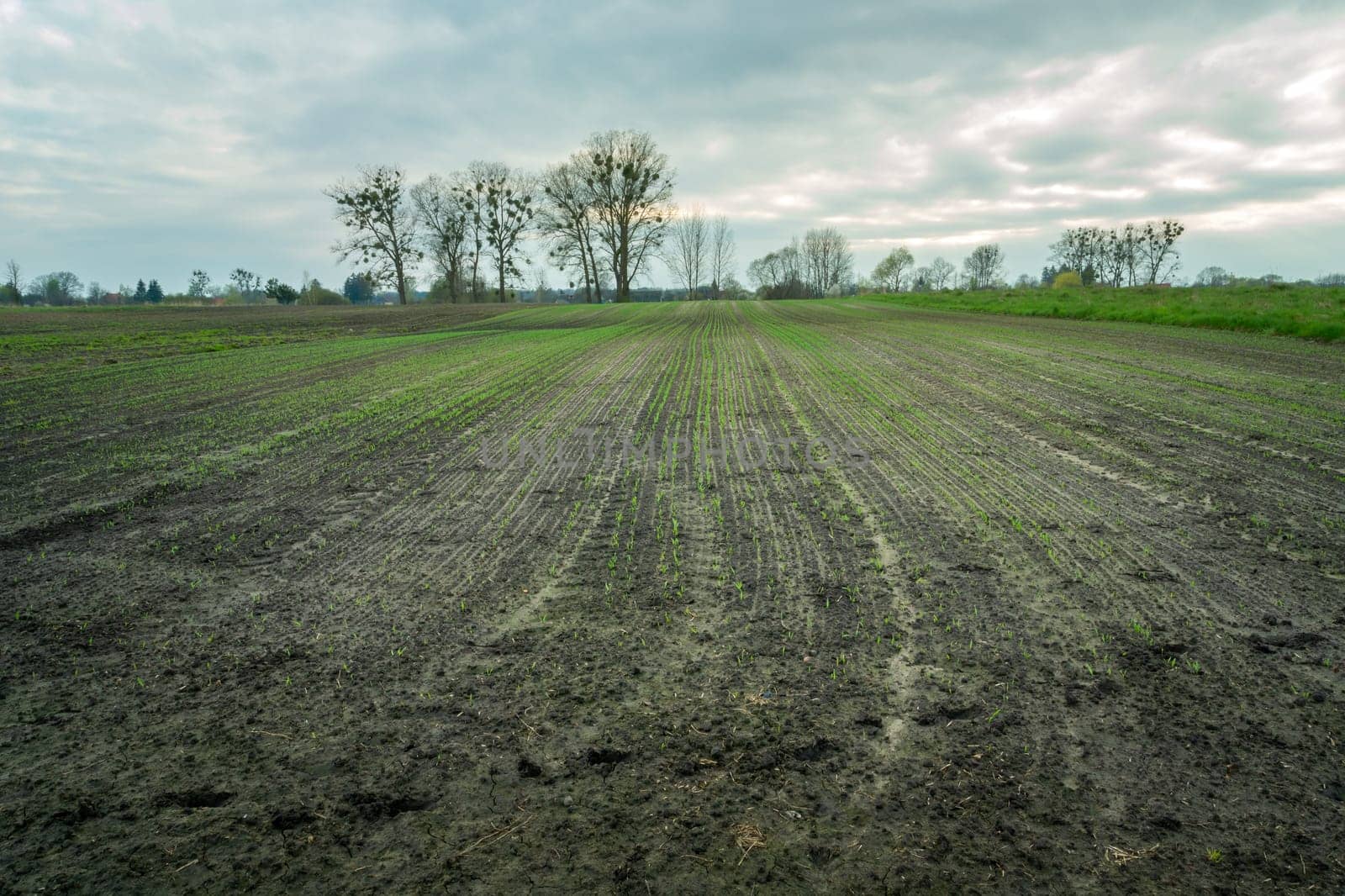 Young plants in the field, trees and cloudy sky, Zarzecze, Lubelskie, Poland