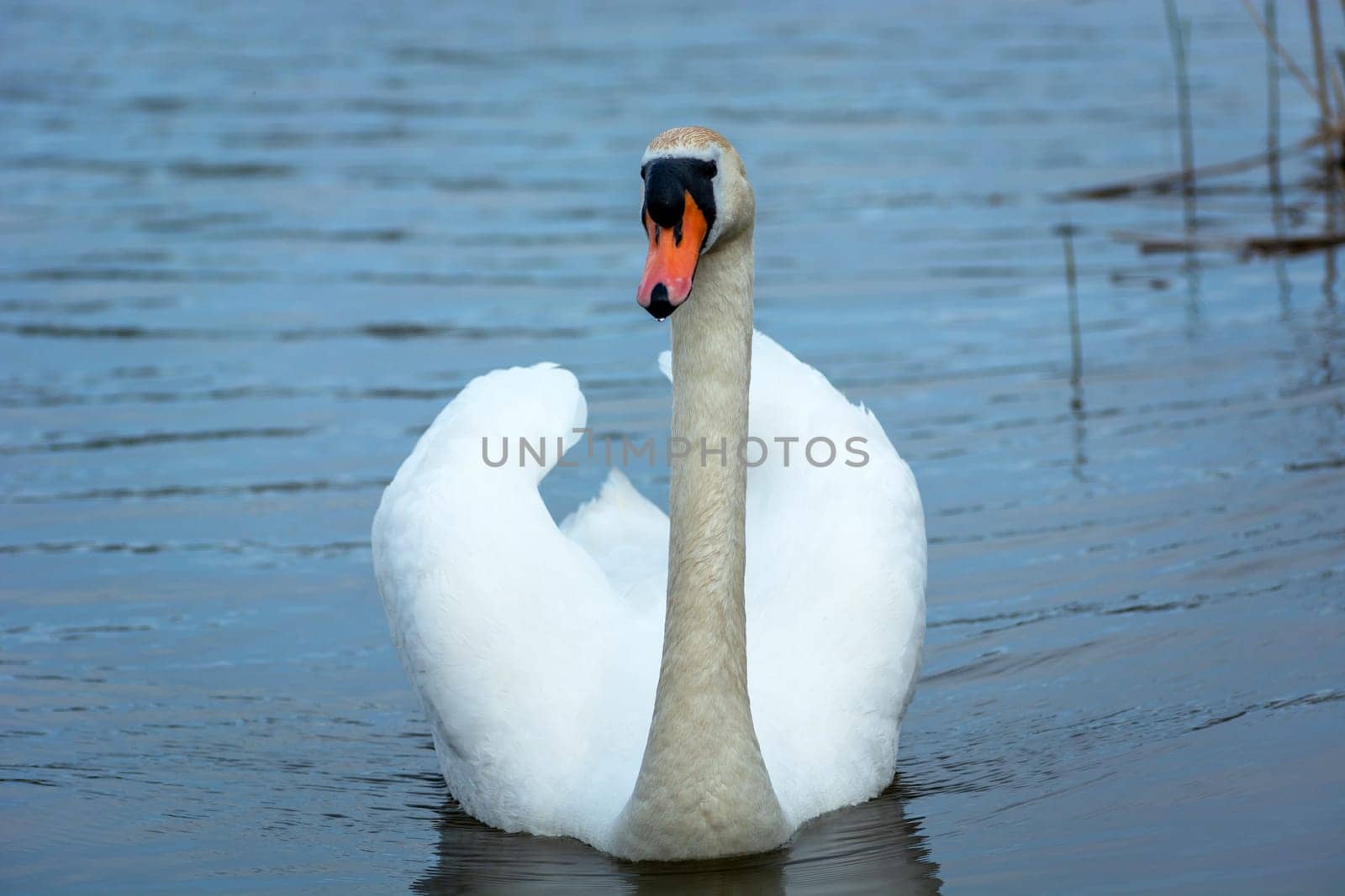 A single mute swan swimming in the lake, spring day
