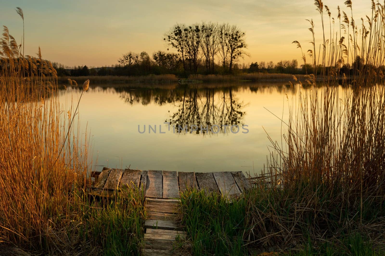Wooden pier in the lake and reflection of trees in the water, Stankow, Lubelskie, Poland