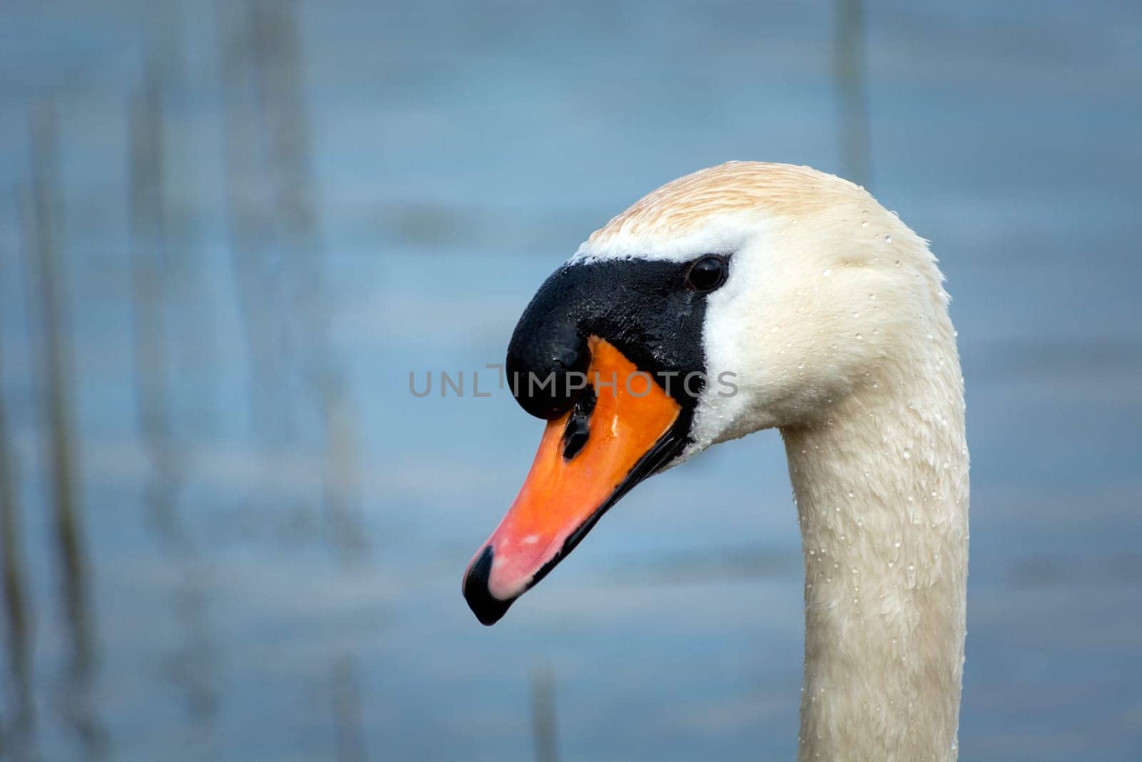 A photographic shot on the head of a white mute swan