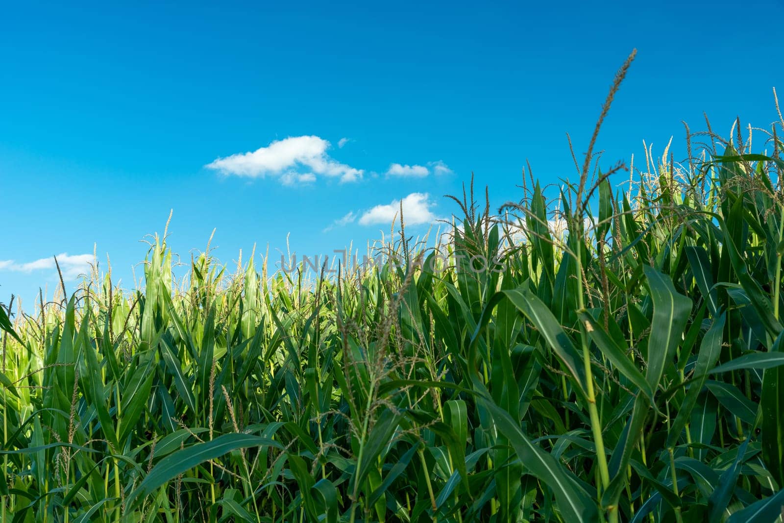 Green tall corn plants and blue sky, summer view