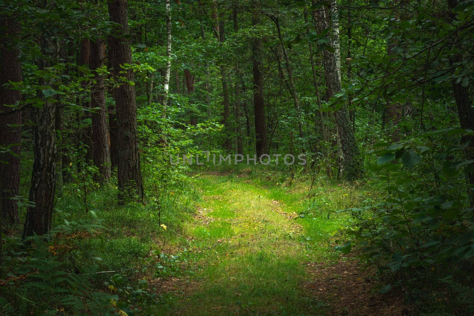 A path in a dense green forest, summer view