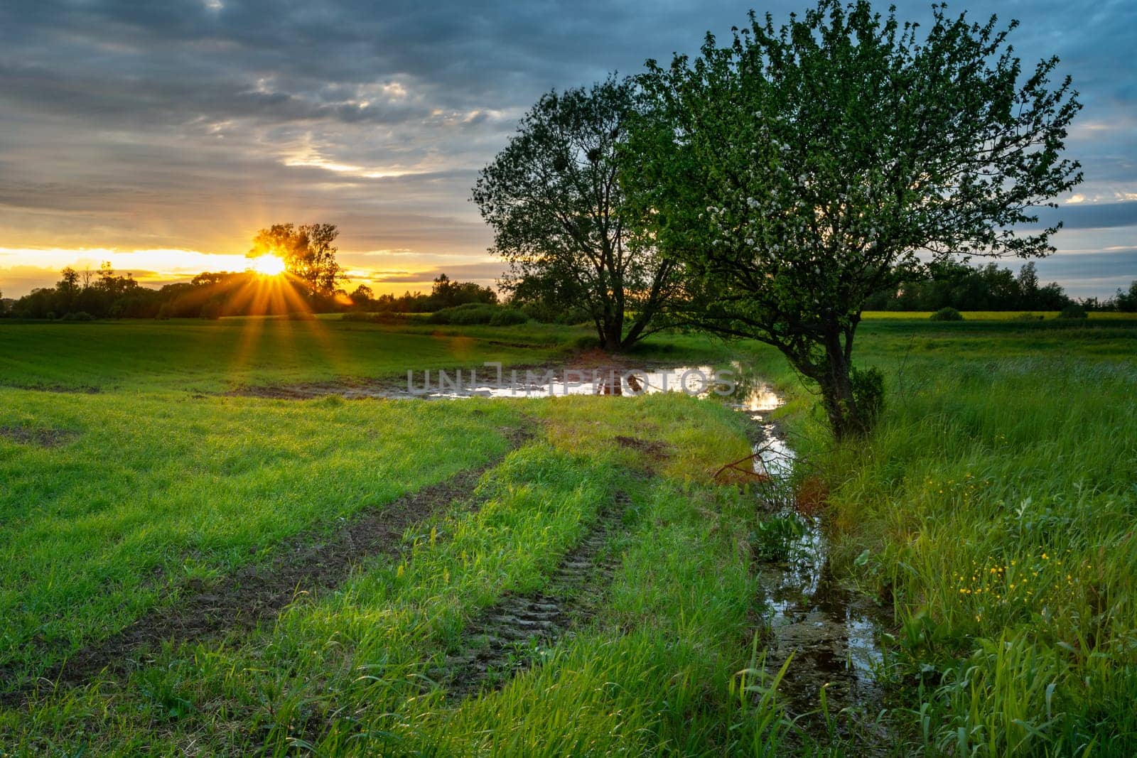 Green trees by the field and sunset on the sky, Zarzecze, Lubelskie, Poland
