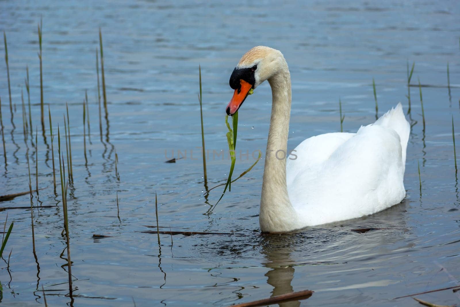 Floating swan with grass in its beak, Stankow, Lubelskie, Poland