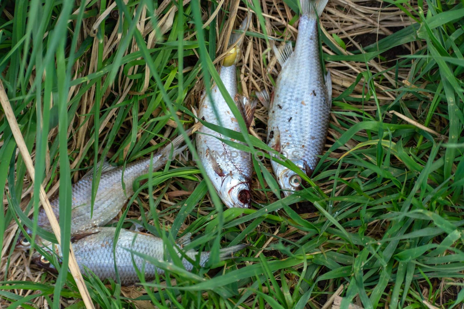 Dead small fish lying in the green grass