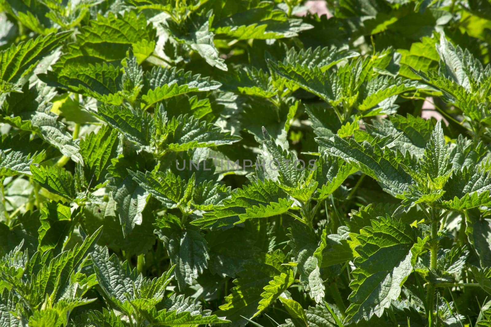 Stinging nettle in the garden. Urtica dioica