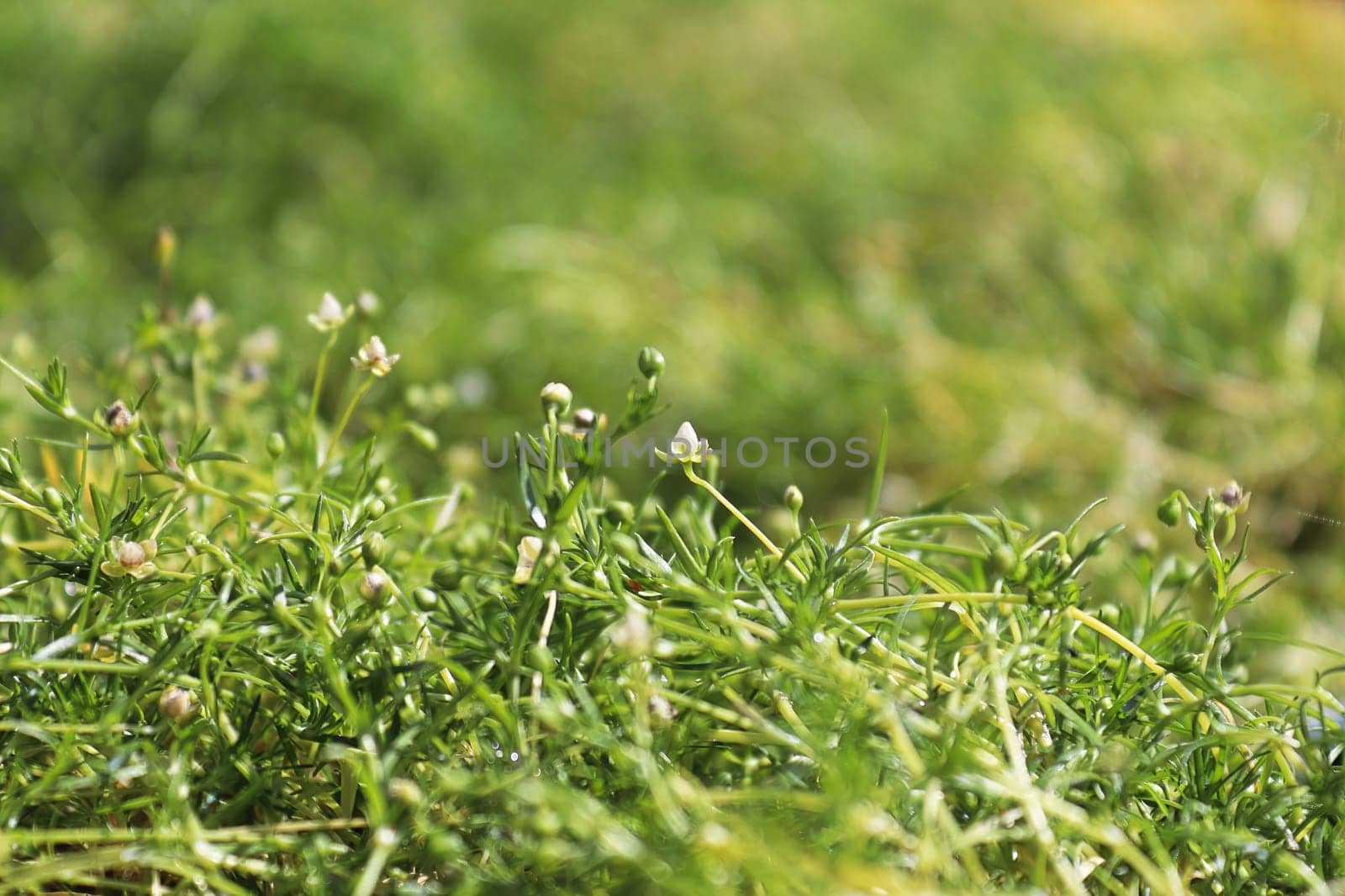 Closeup of stems and flowers on Irish Moss.
