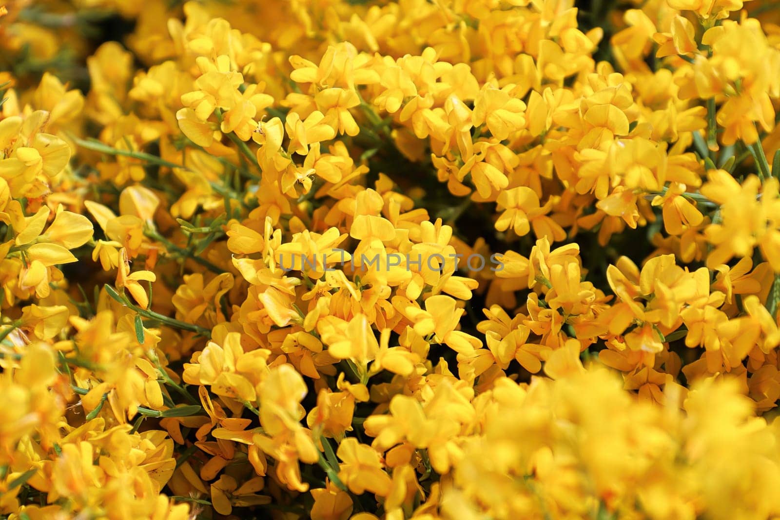 Closeup of golden flowers on a Lydia shrub.
