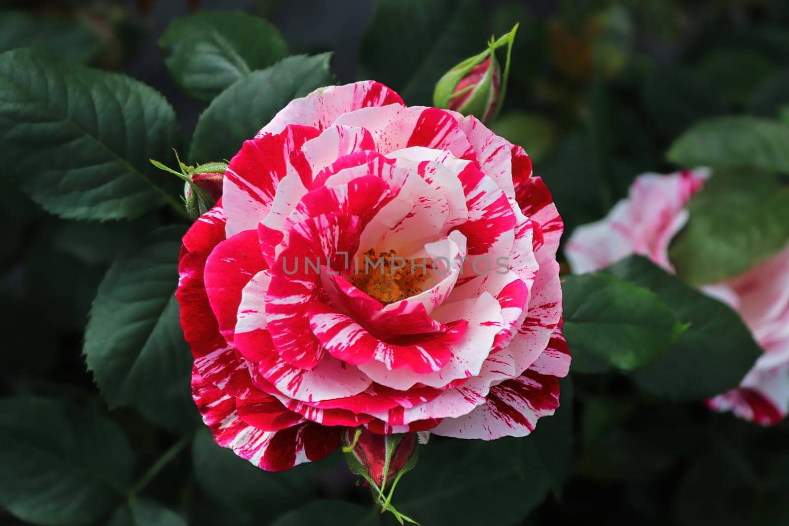Background of speckled pink and white roses on a bush.