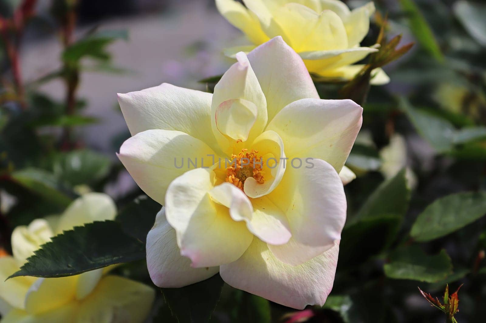 Closeup of yellow roses blooming in the summer.