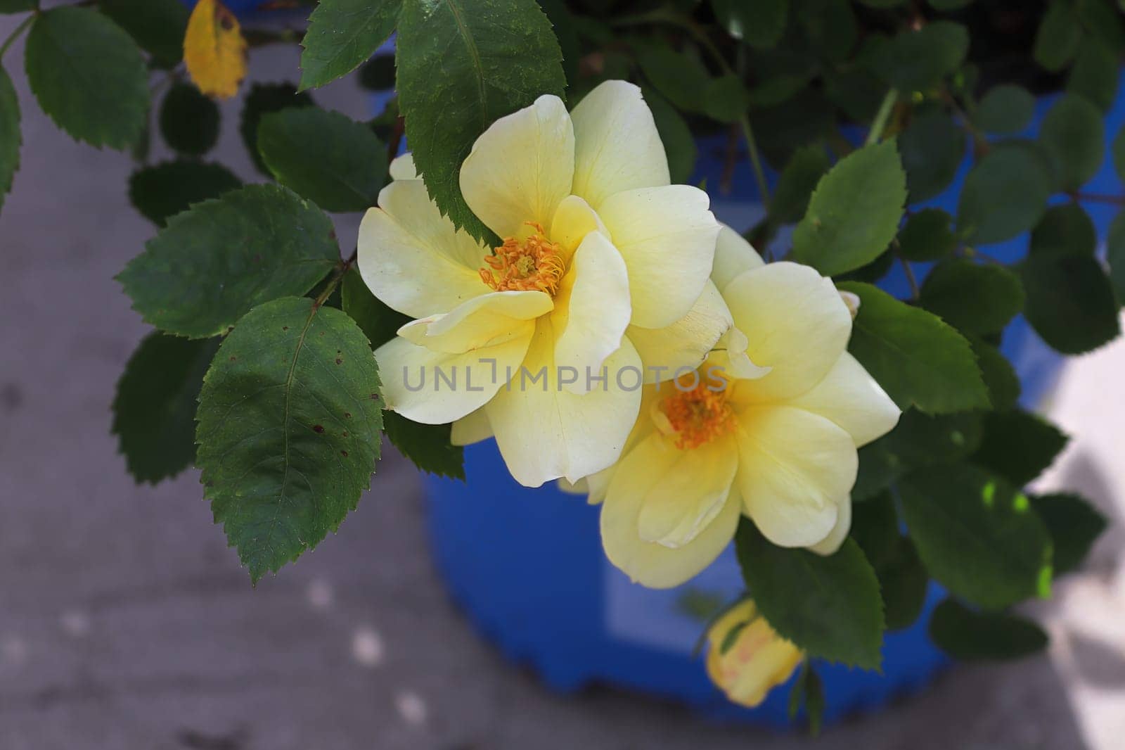 Closeup of yellow roses blooming in the summer.