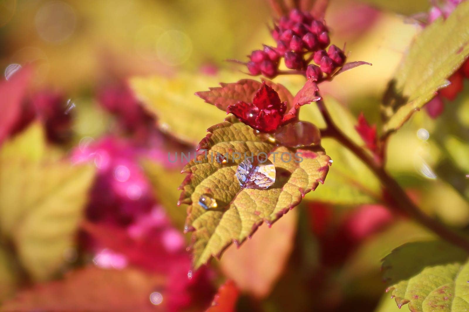 Golden leaves and flower buds on a Spirea Shrub.