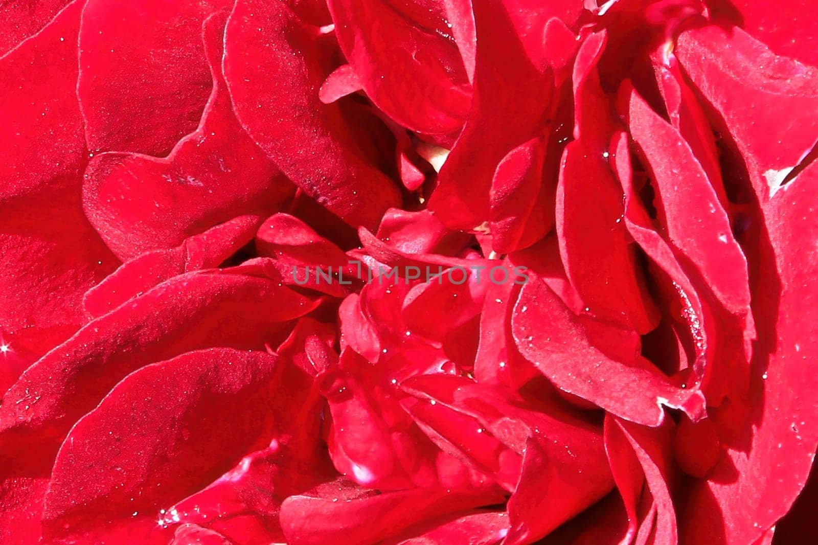 Macro of the center of a red rose.
