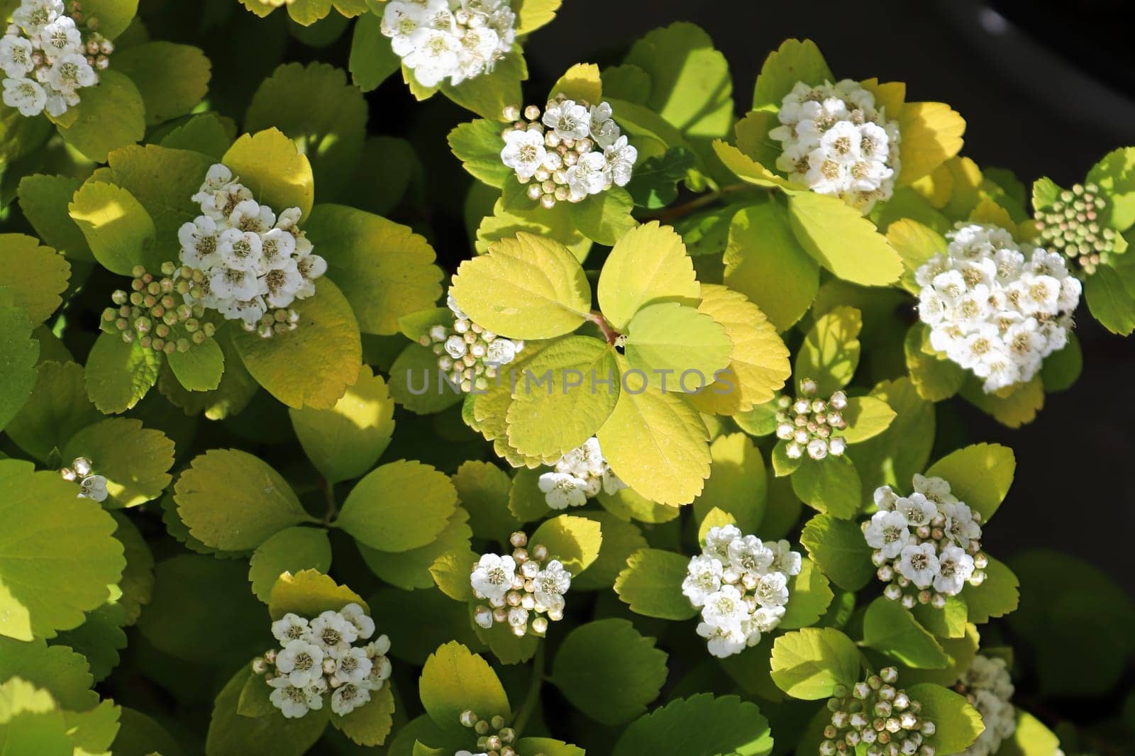 White clusters of flowers on a Birch Leaf Spirea.