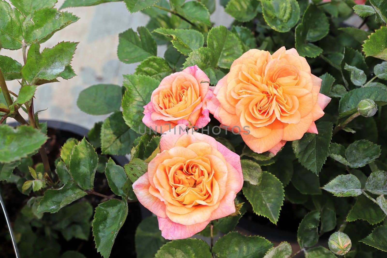 Closeup of peach colored rose flowers on a plant.
