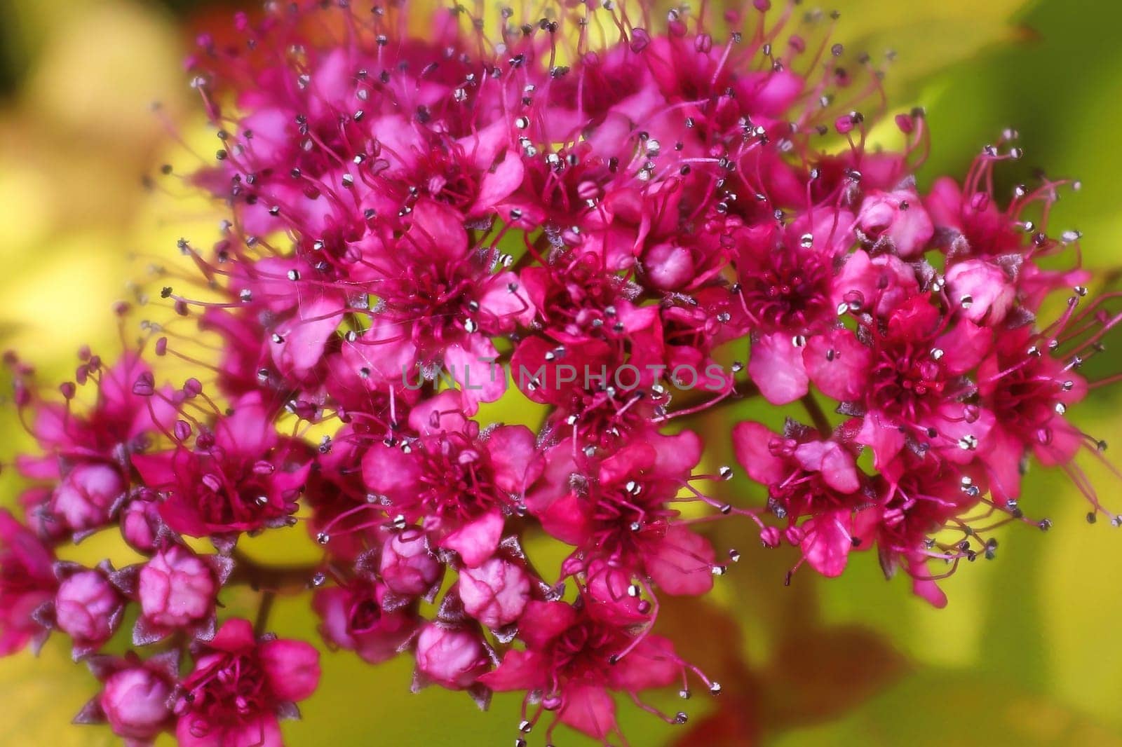 Macro of pink flowers on a Spirea plant.