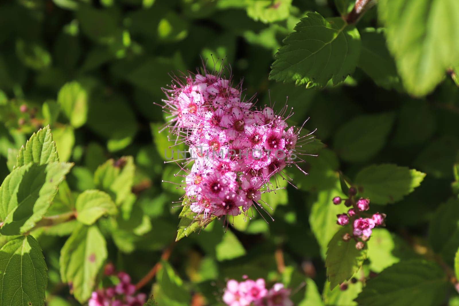 Delicate pink flowers blooming on a Little Princess Spirea.