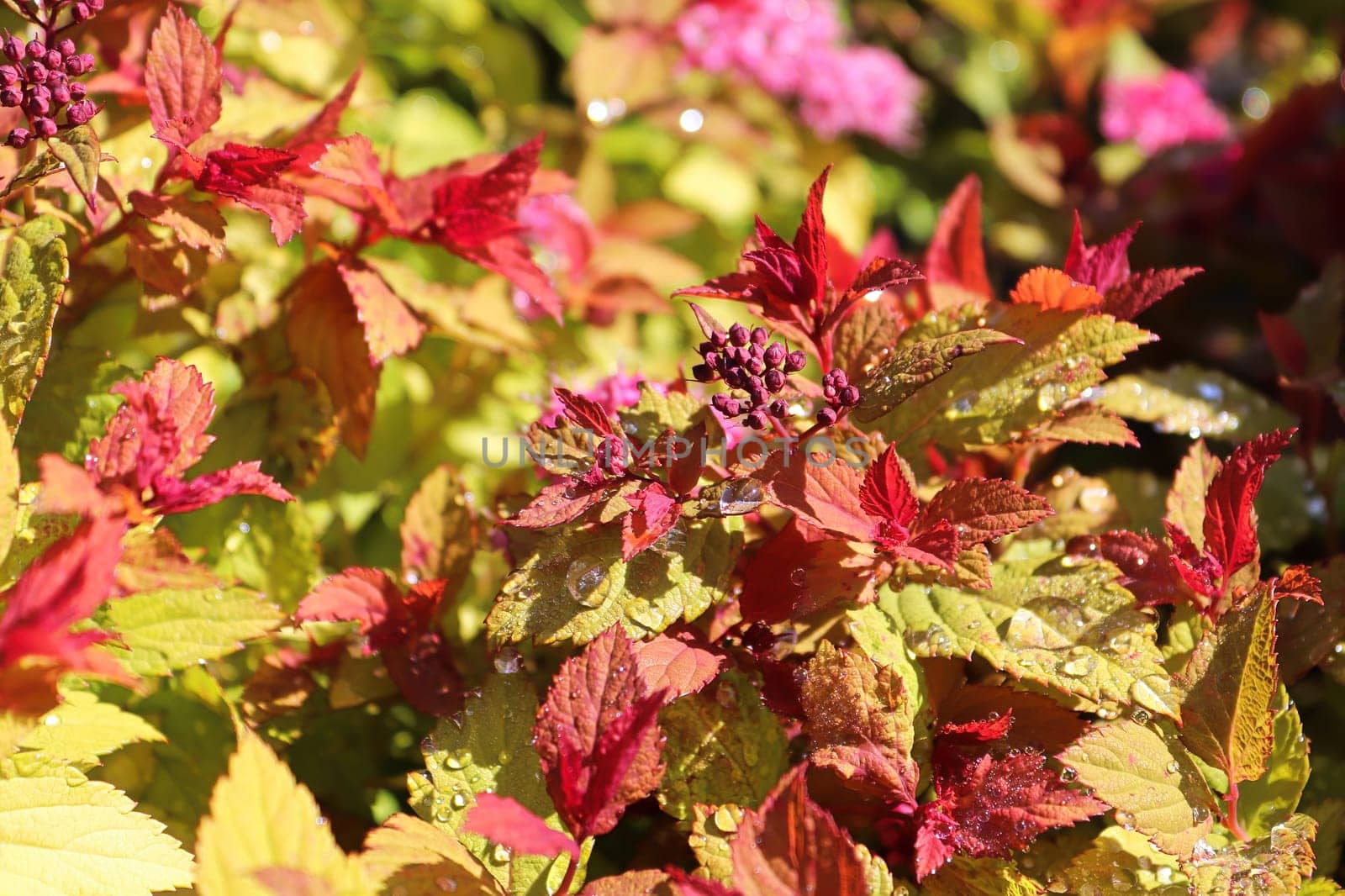 Golden leaves and flower buds on a Spirea Shrub.