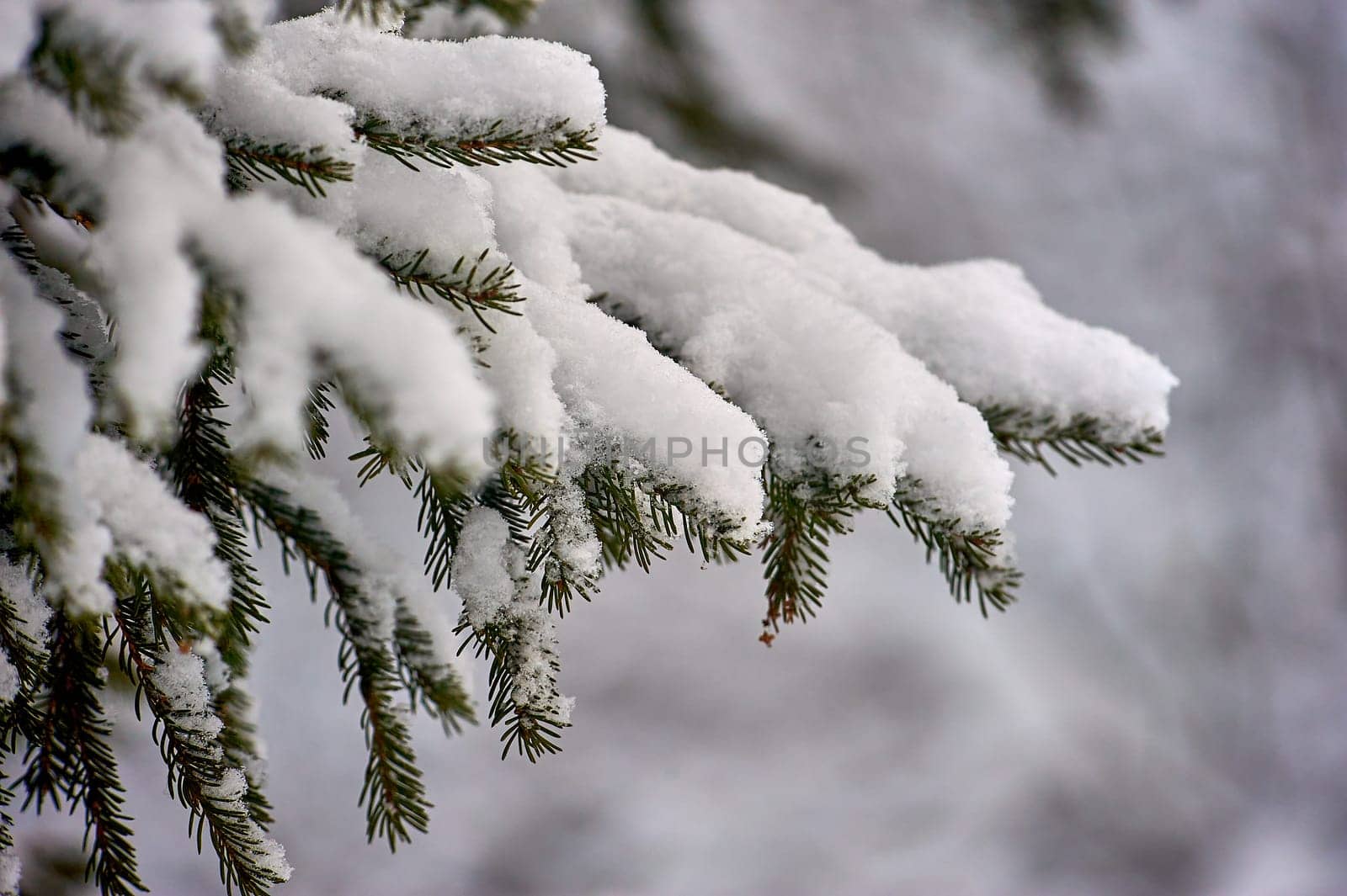 Spruce branch covered with snow in the forest in winter. High quality photo