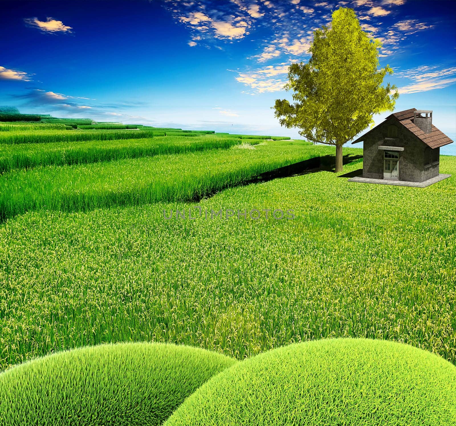 3d rendering of traditional House and Ginko