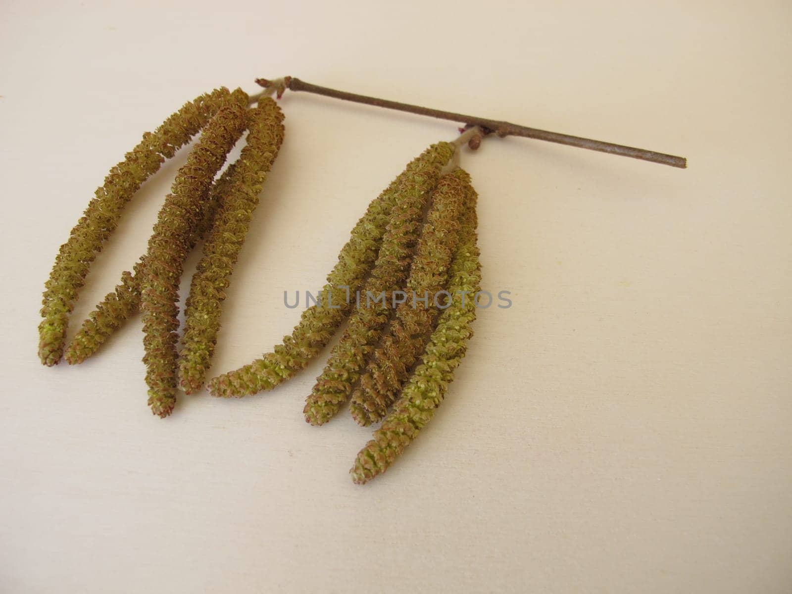 Hazel catkins, hazel flowers from hazel bush for herbal tea or as survival food