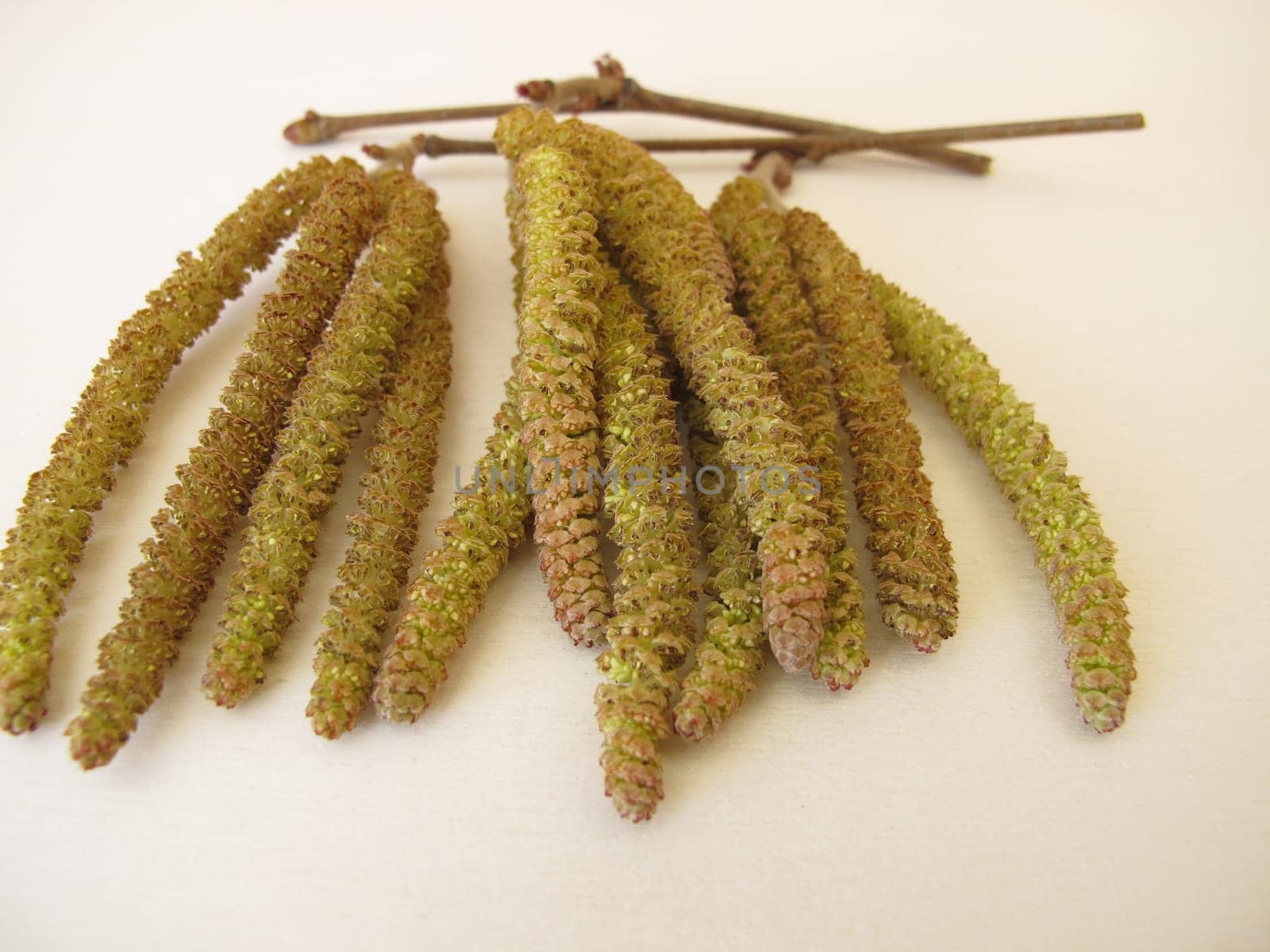 Hazel catkins, hazel flowers from hazel bush for herbal tea or as survival food