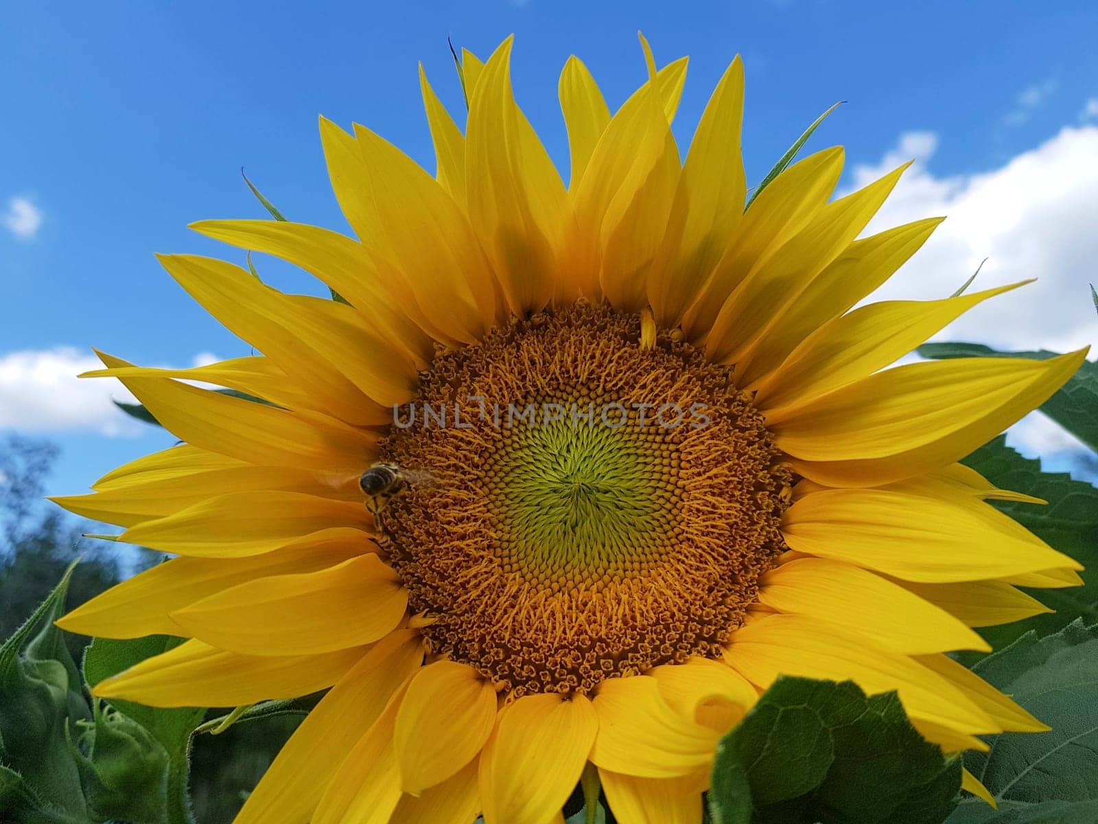 Closeup shot of a sunflower on blurred background.