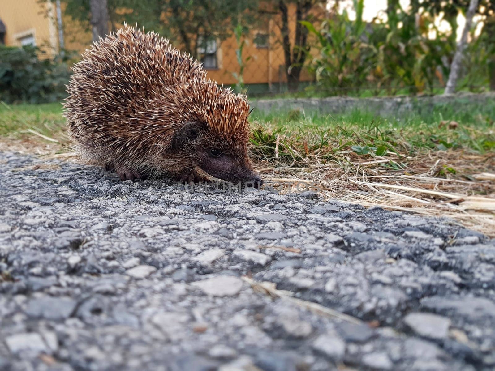 A closeup shot of a cute hedgehog sniffing a stone surface searching for a food.