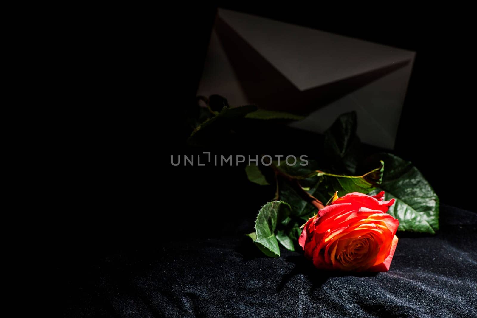 Close-up of fiery red rose lying on black velvet in spotlight with envelope on dark background.