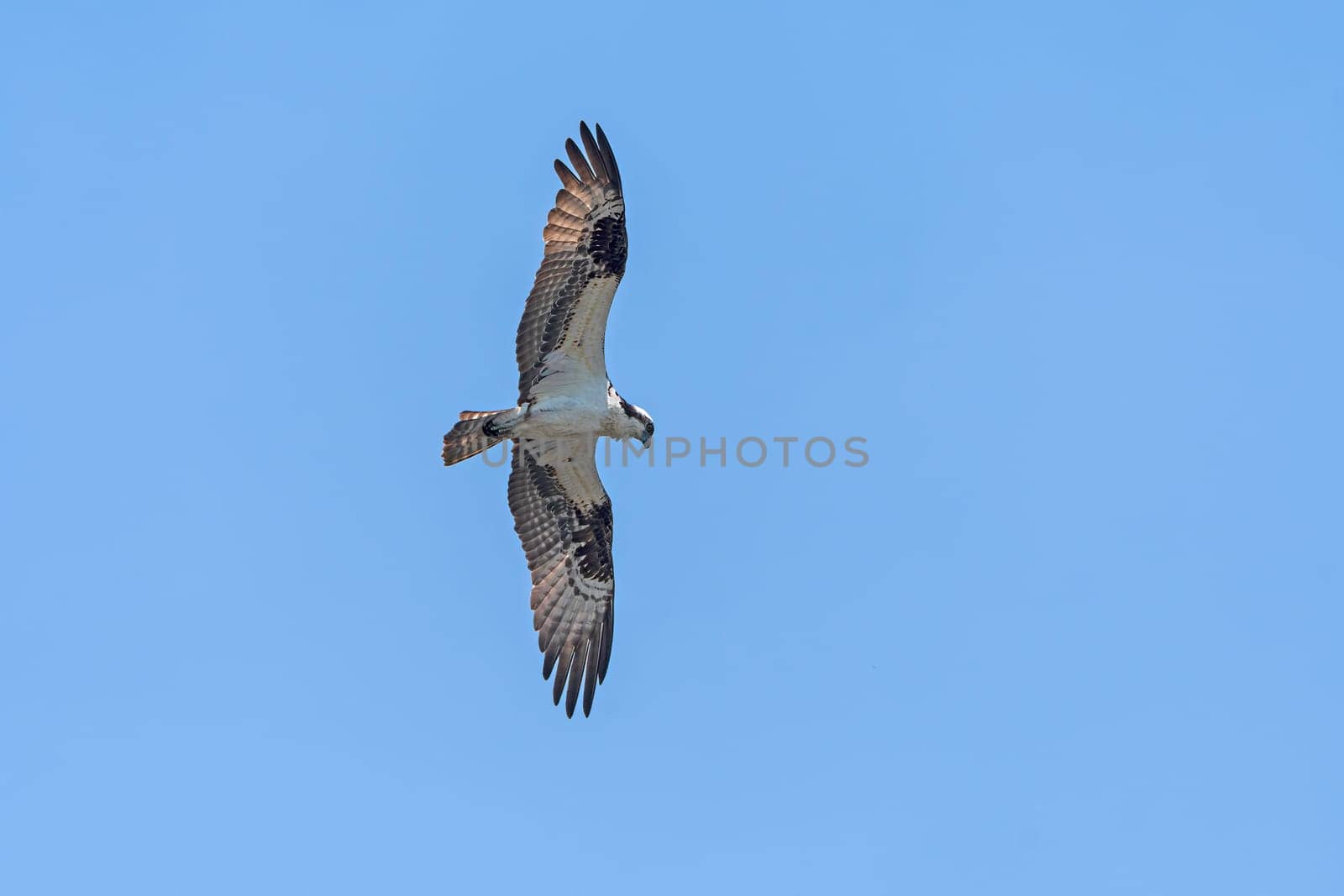Osprey Circling in Search of Prey in Presque Isle State Park in Pennsylvania