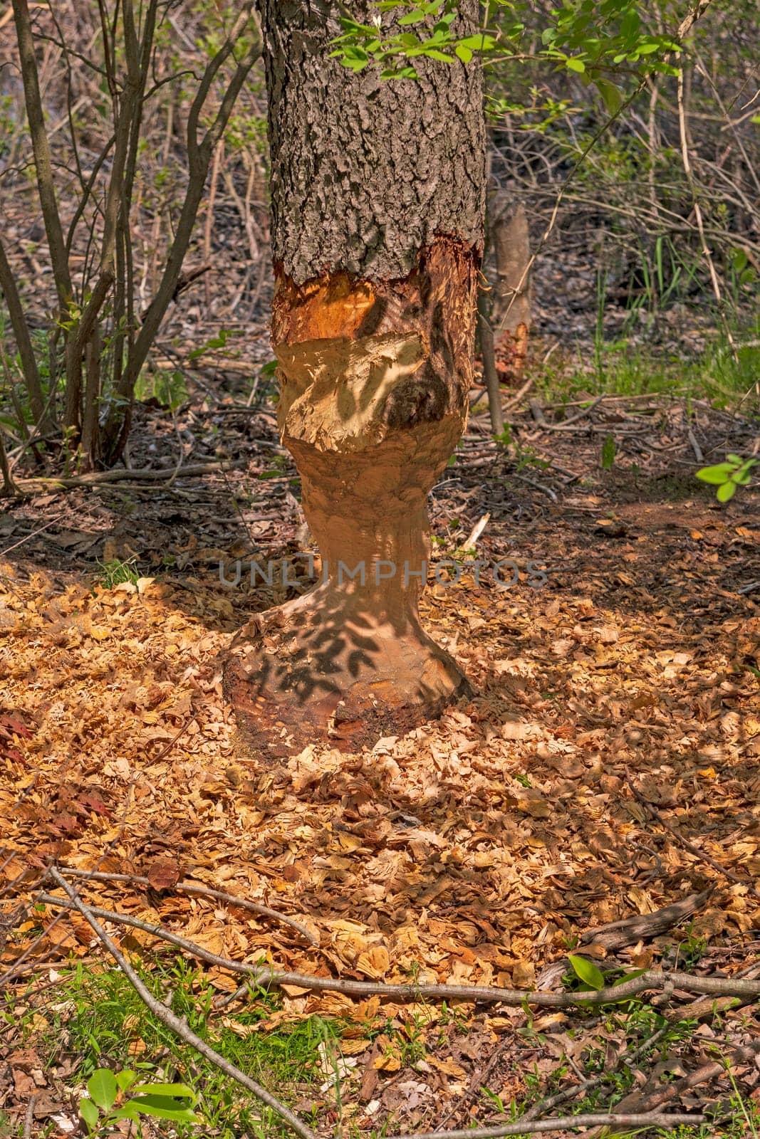 Work of a Busy Beaver in Presque Isle State Park in Pennsylvania