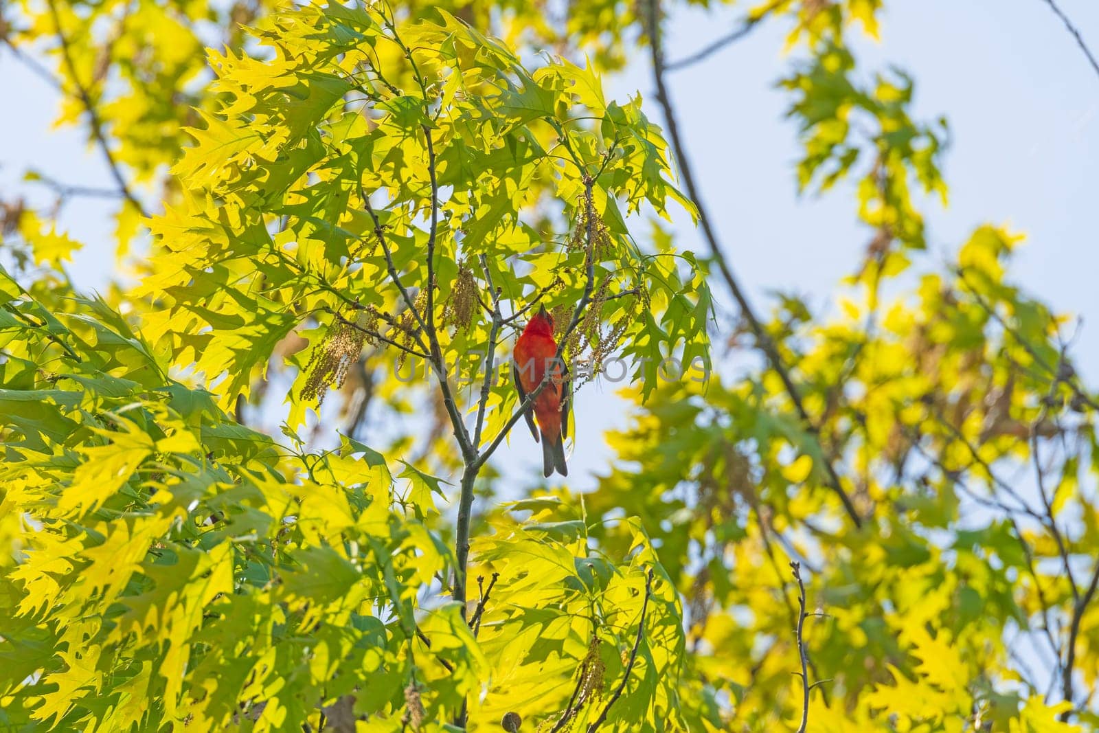 Scarlet Tanager Singing in a Tree in Presque Isle State Park in Pennsylvania