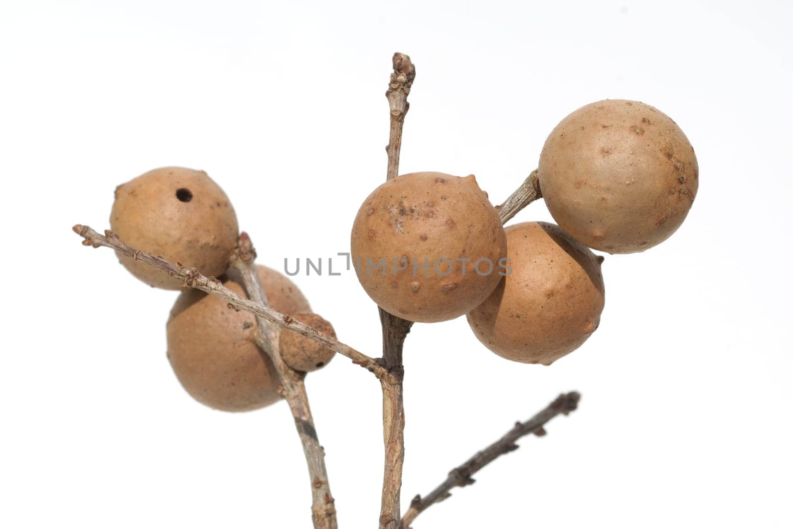 Gallapfel