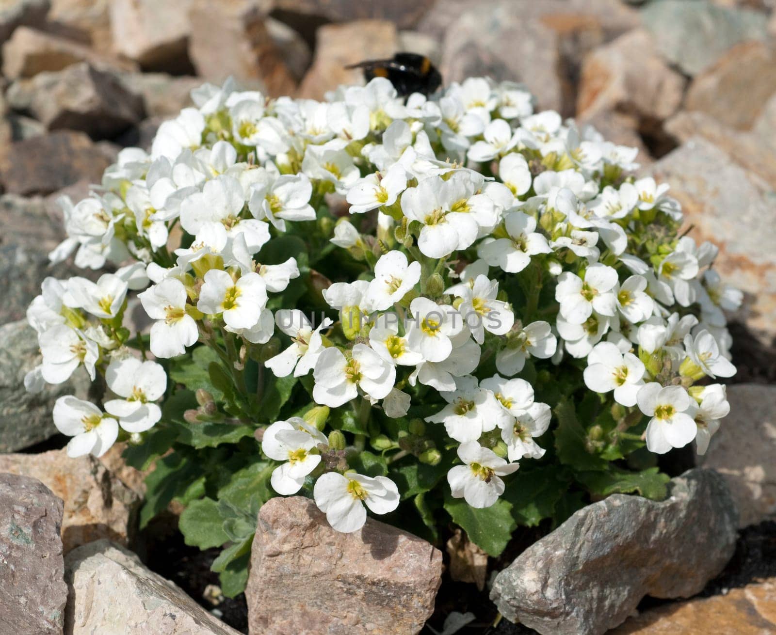 Gaensekresse, Arabis, caerulea