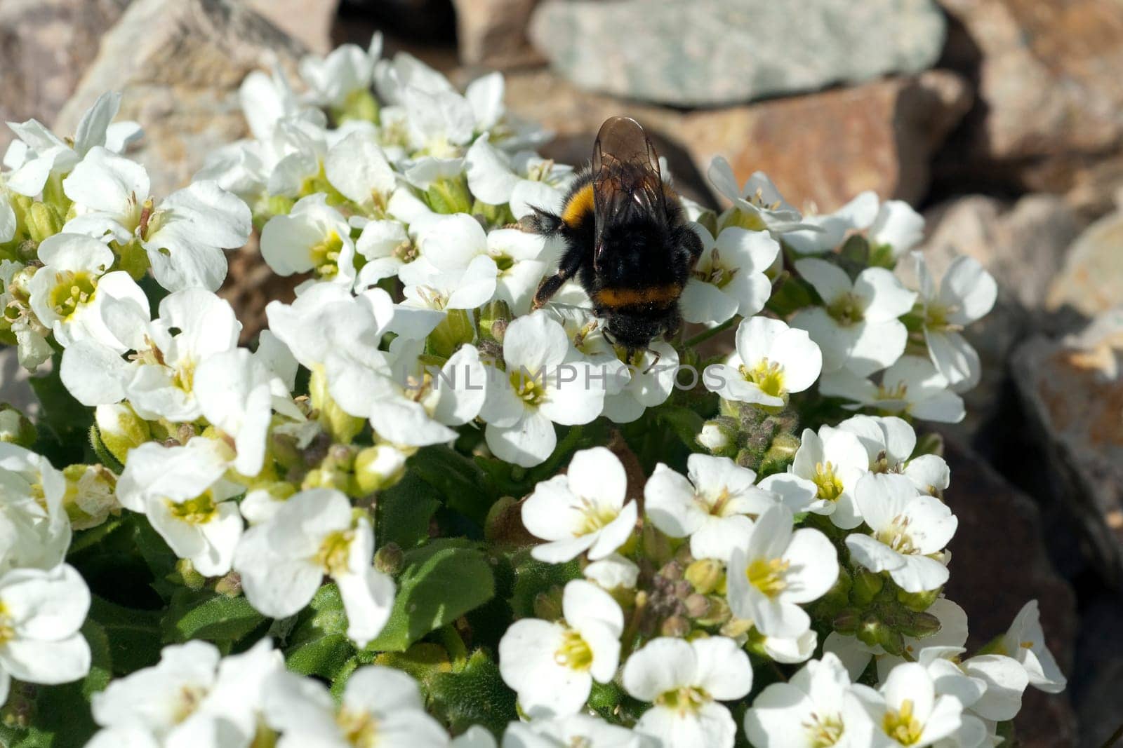 Erdhummel  Bombus  terrestris