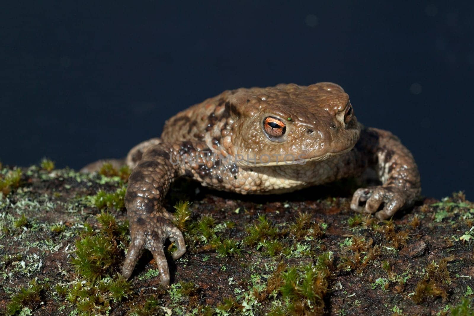 Kroete, Bufo bufo