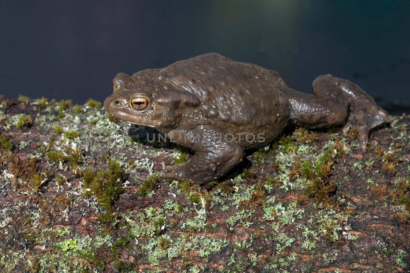 Kroete, Bufo bufo