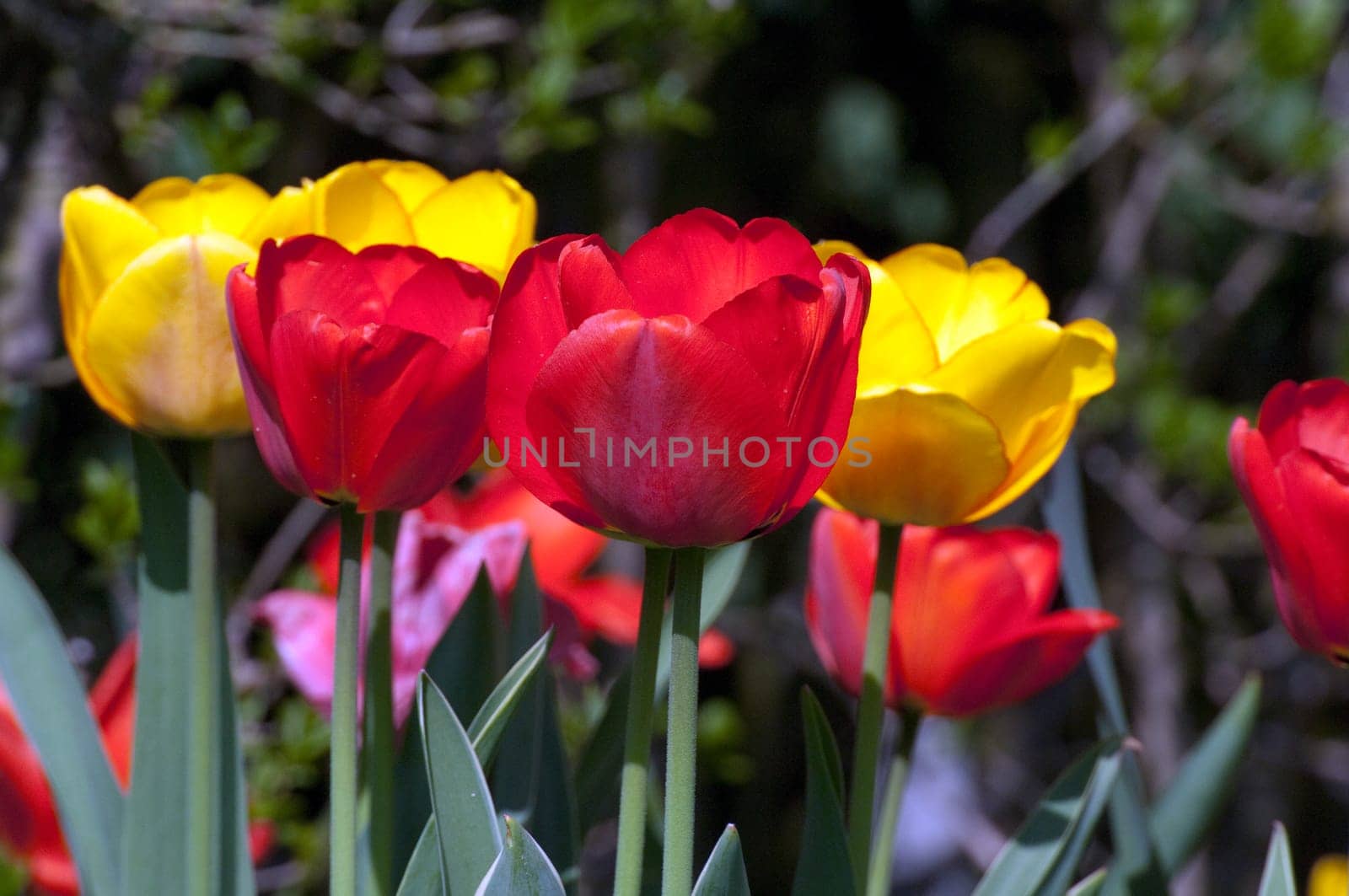 Apeldoorn, Tulpenbluete