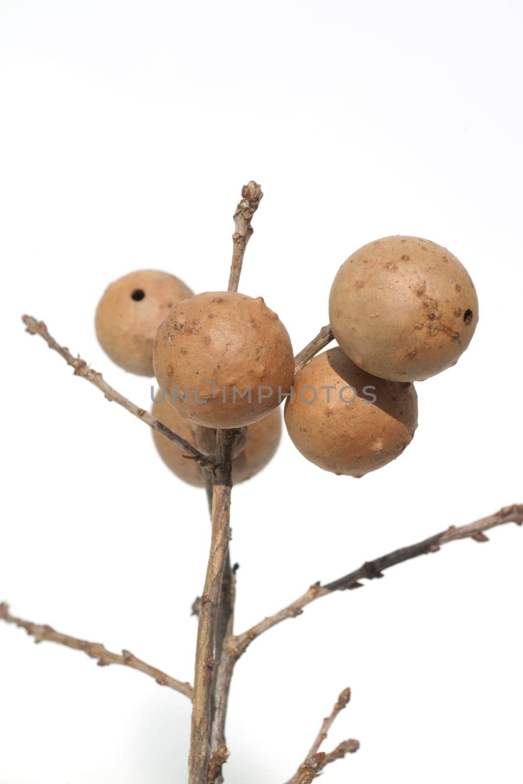 Gallapfel