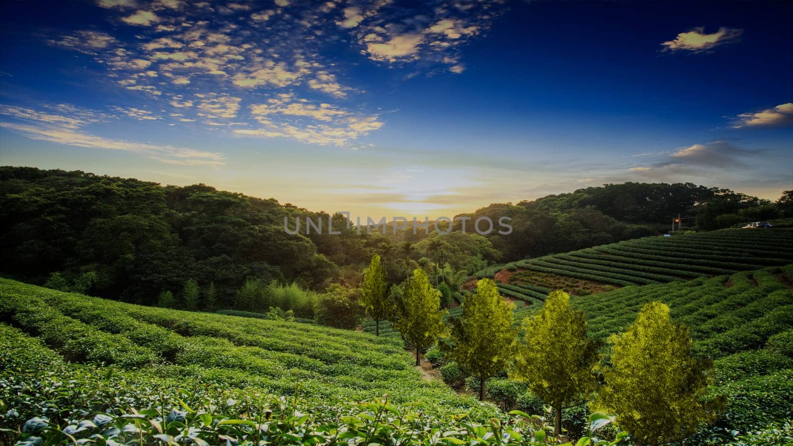 3d rendering of beautiful tea plantations landscape at sunset