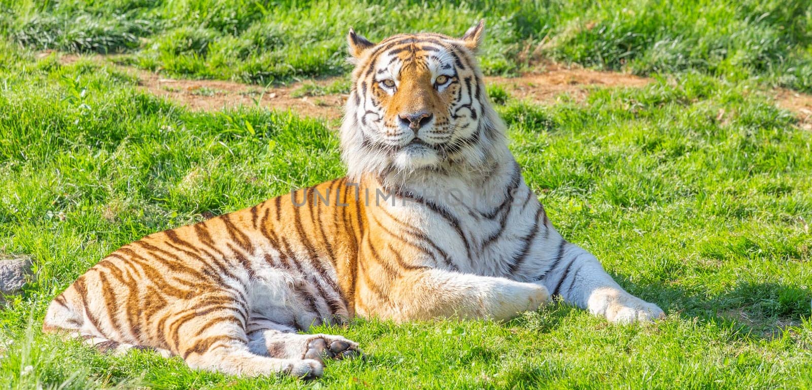 Angry tiger in a wildlife zoo - one of the biggest carnivore in nature.