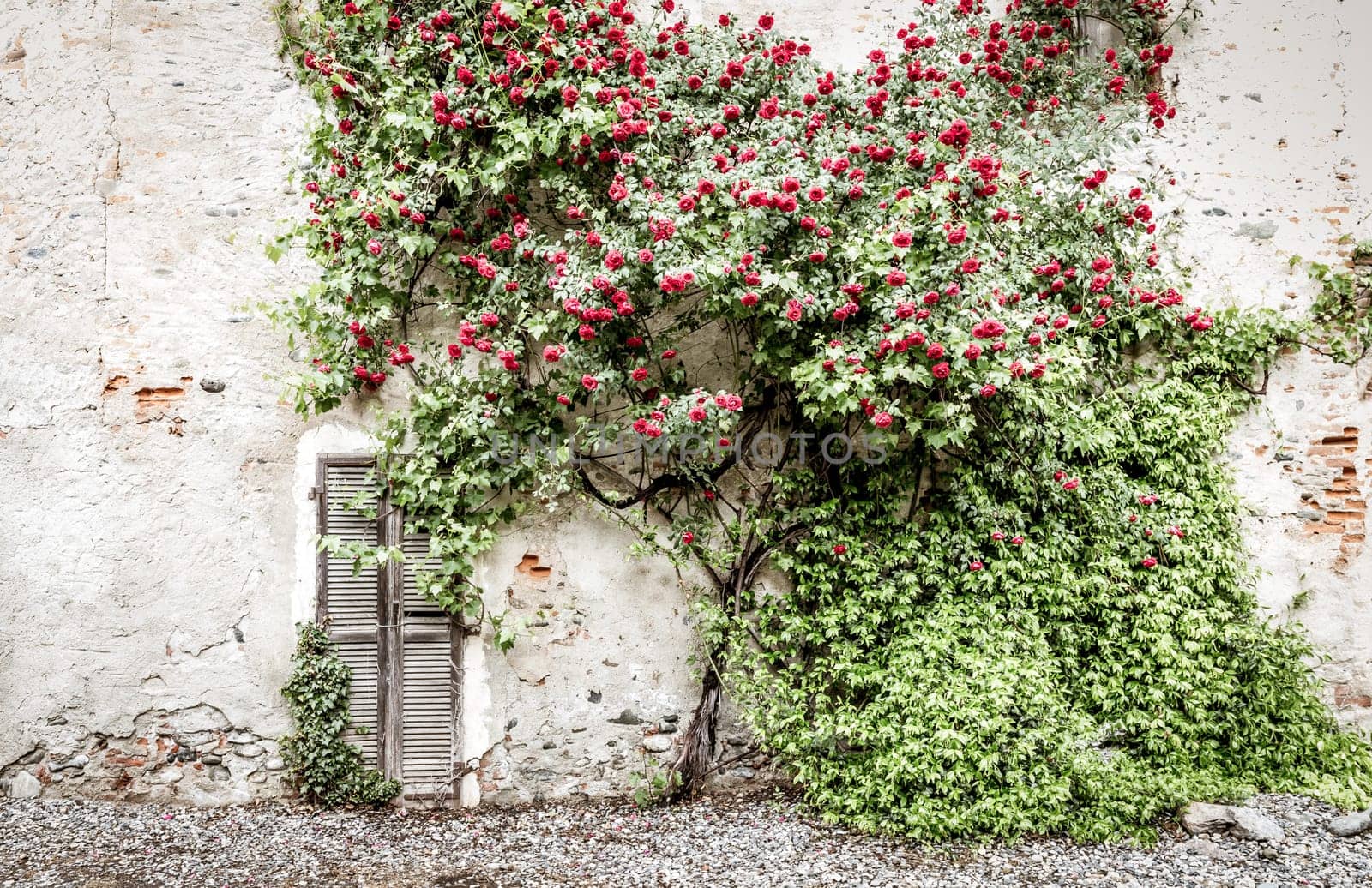 Romantic antique roses during summer season. The location is grungy and vintage in north Italy.