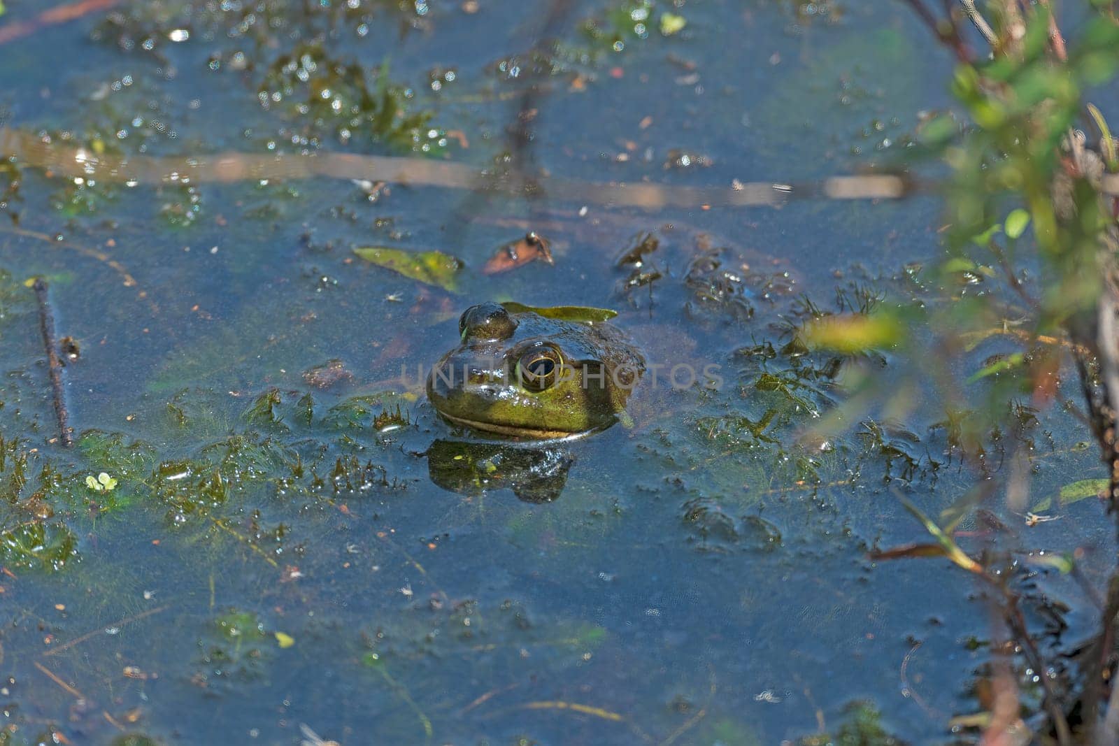 An American Bullfrog Peeking out ot the Marsh in Preque Island State Park in Pennsylvania