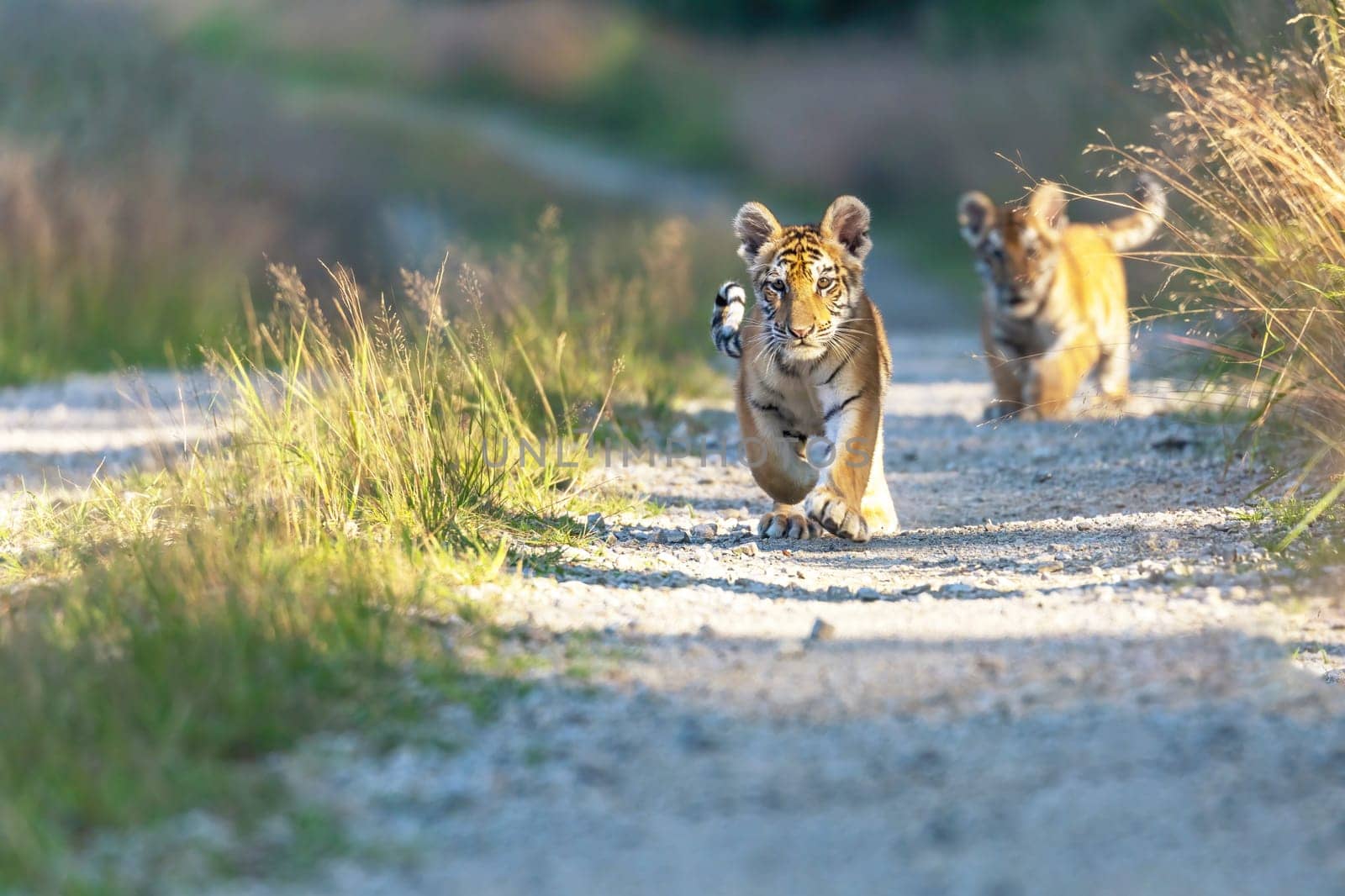 Front view of cute love the striped pair of Bengal tiger cubs walking against the camera outdoors.