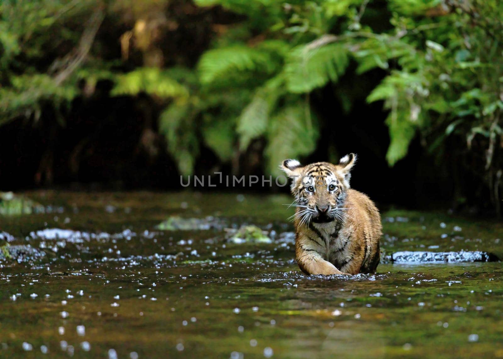 Bengal tiger cub is walking in the river stream against the camera. Horizontally.